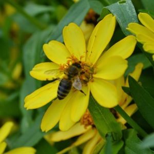 Meet your Posher, Mariya